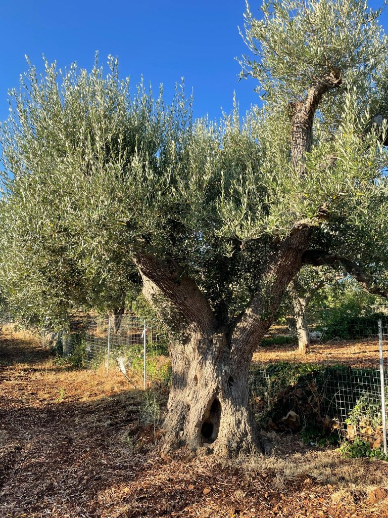Ancient olive trees