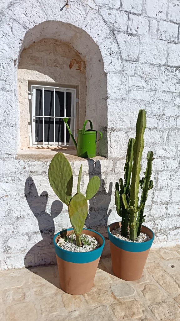 Colorful cacti in terracotta pots