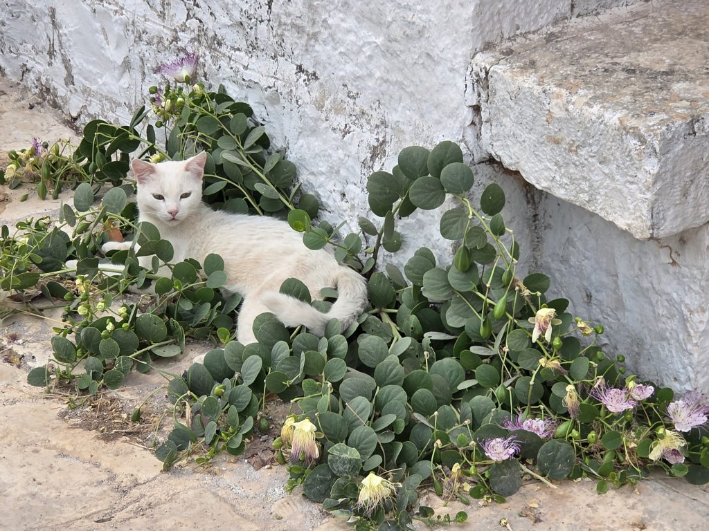 White cat nestled in wild caper plants