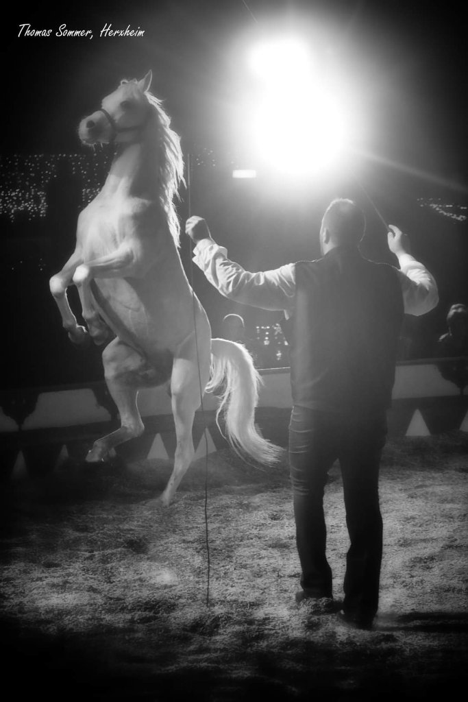 Circuswagen und Zeltaufbau beim Circus Gebrüder Barelli