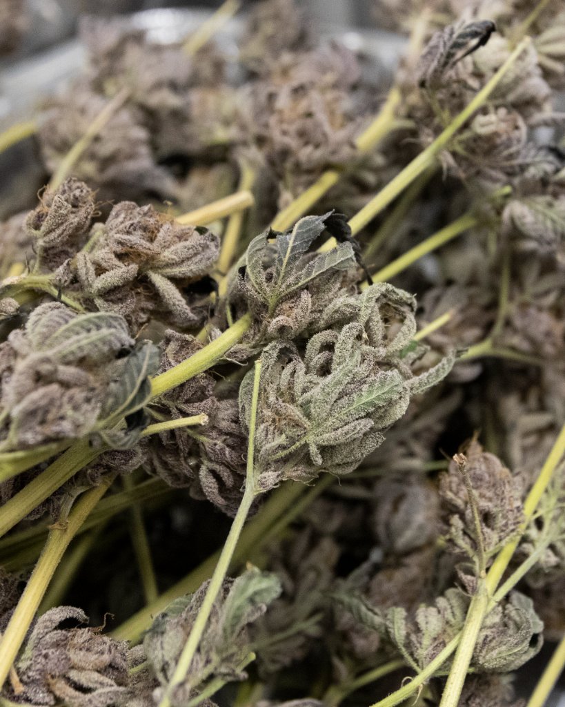 Browse Cultivation cannabis media assets