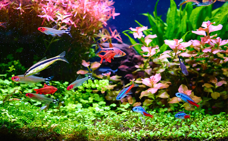 Aqua plus+ について