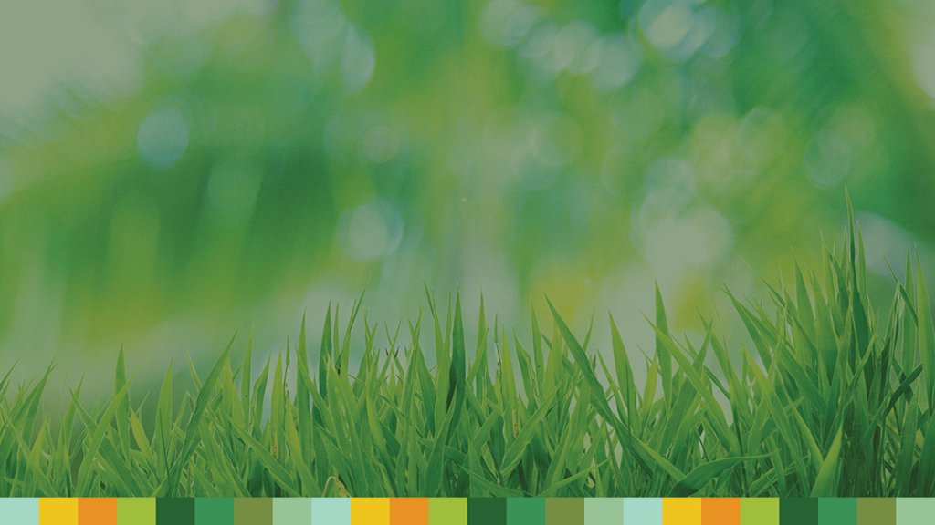 Lush green lawn