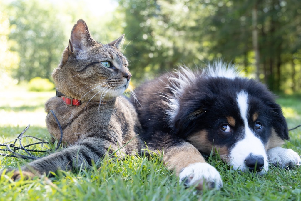 How to Celebrate Your Pet During Pet Appreciation Week - pet wellness and nutrition guide by Empty Nest Dog Mom
