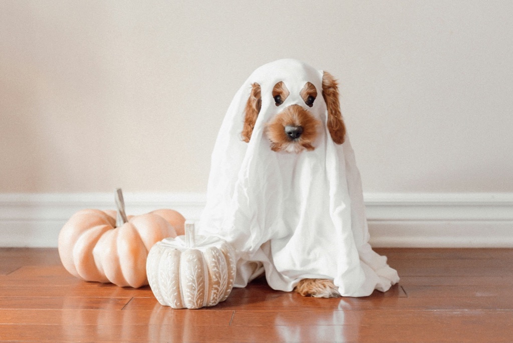 How to Help Your Dog Stay Calm This Halloween: The Ultimate Calm Plan - pet wellness and nutrition tips by Empty Nest Dog Mom