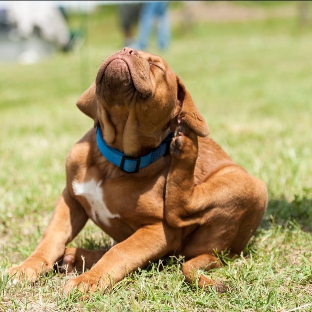 Top Tips for Your Pets This Allergy Season - pet wellness and nutrition guide by Empty Nest Dog Mom