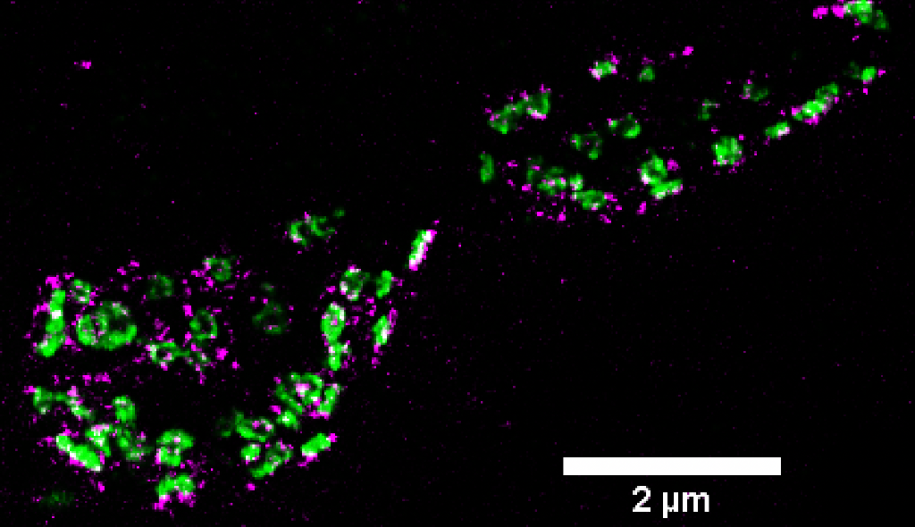 Synaptic nano-architecture and function