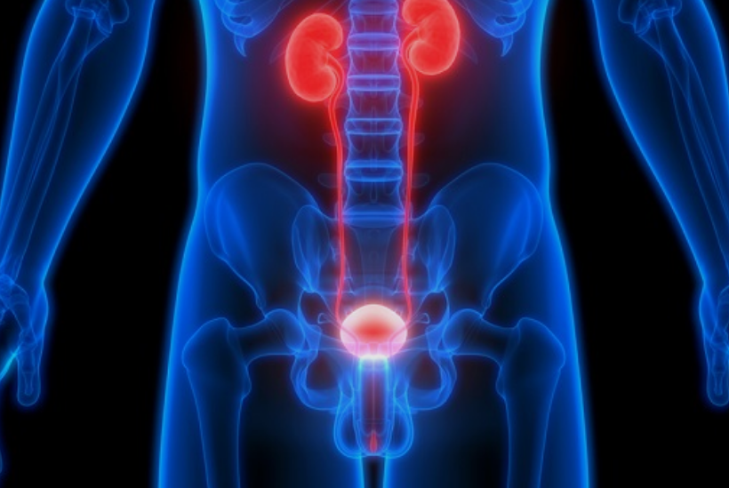Urinsystemet