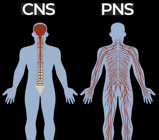 CNS och PNS - Centrala och perifera nervsystemet