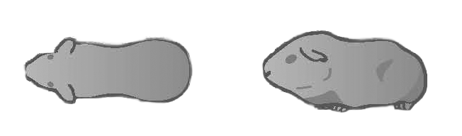 Body condition 3