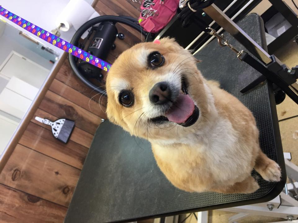 Happy Pup ð