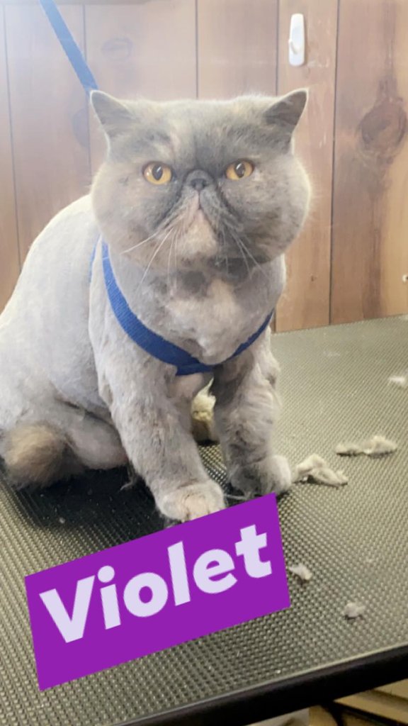 Violet ðš