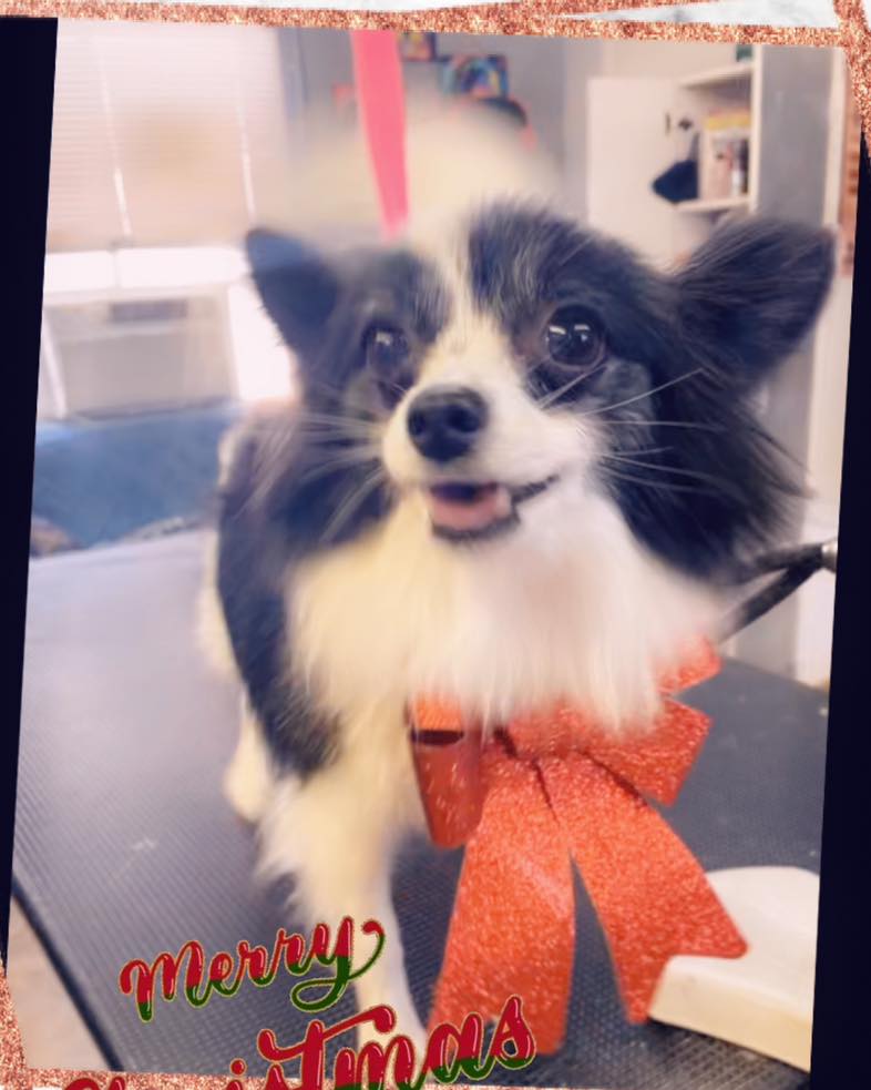 Festive Cutie ð