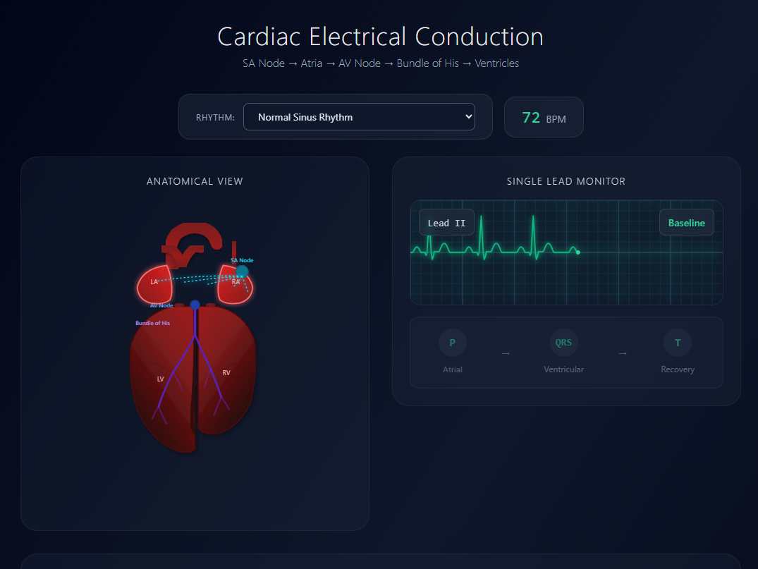 Heartbeat Dynamics 12-Leads template preview