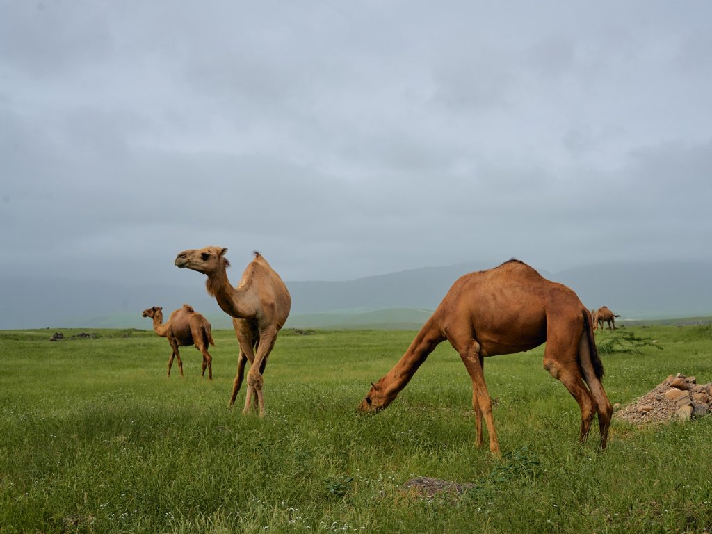 Oman Khareef season
