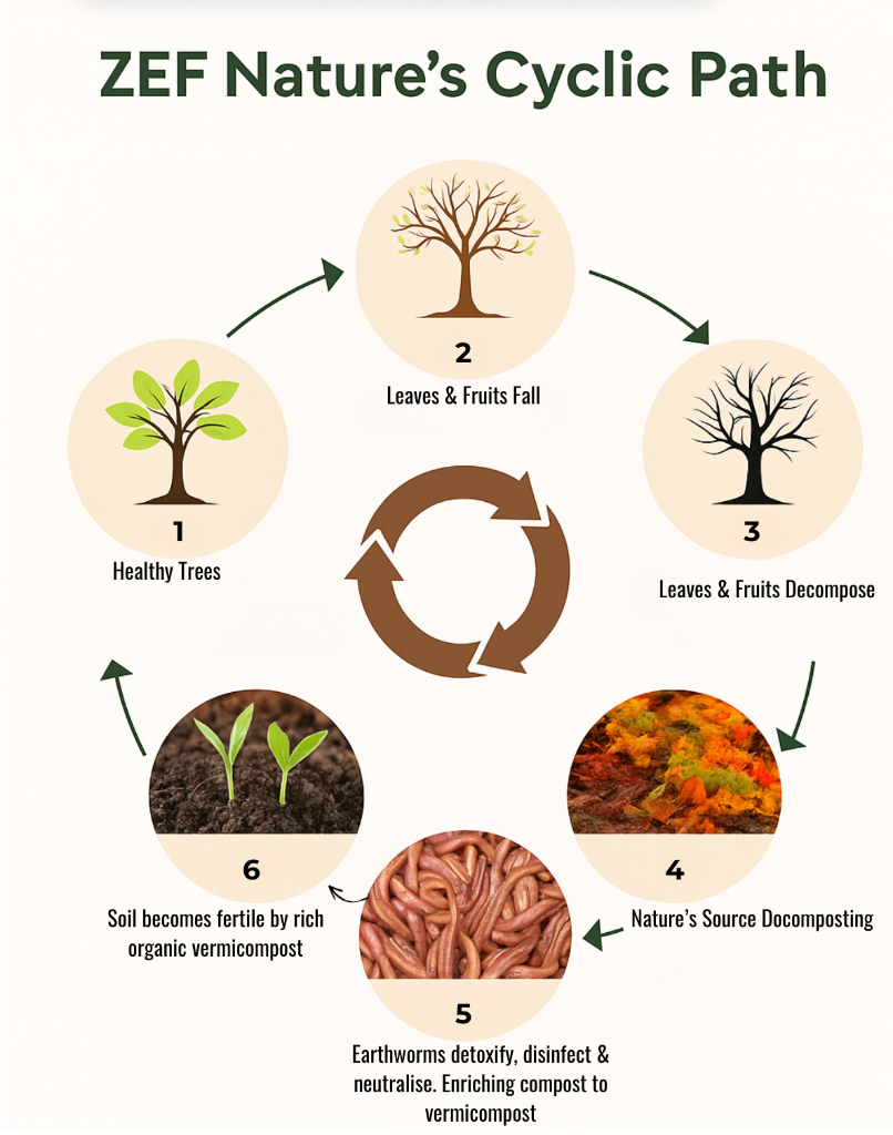 ZEF Nature's Cyclic Path