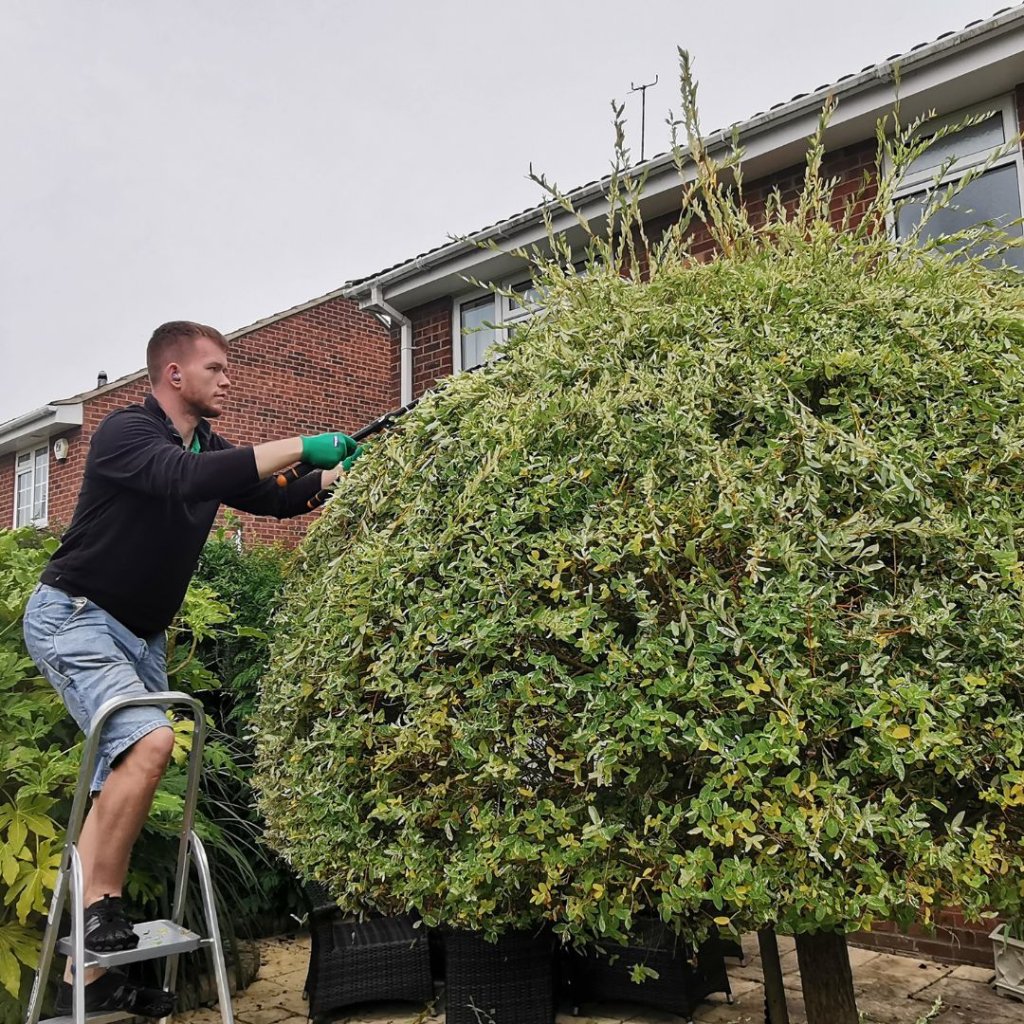 Professional hedge trimming service Basingstoke