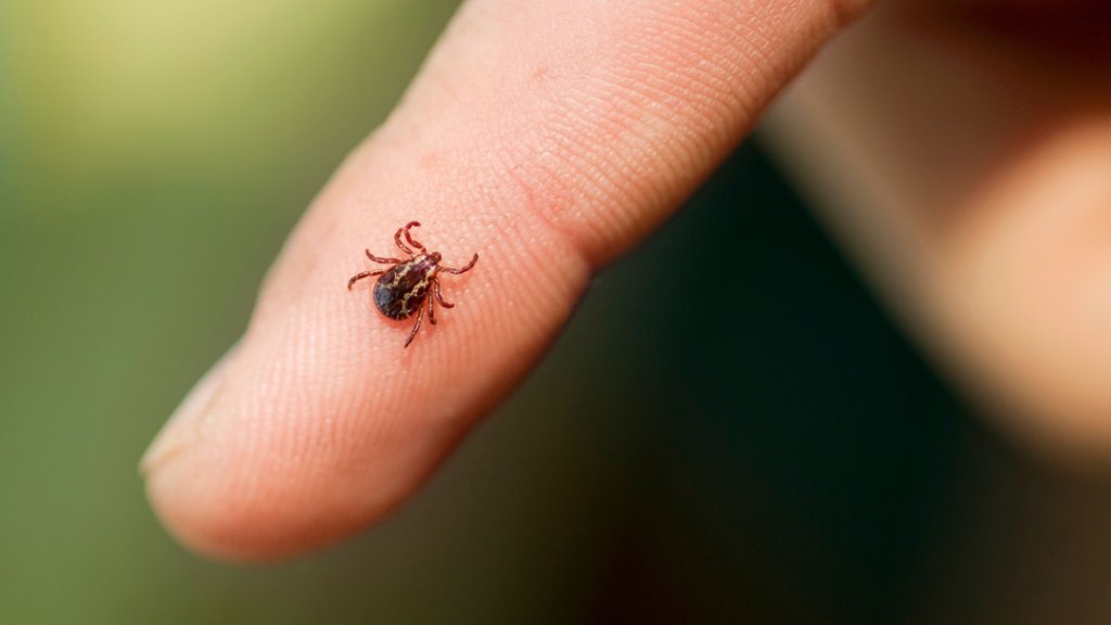 Tick & Mosquito Treatments