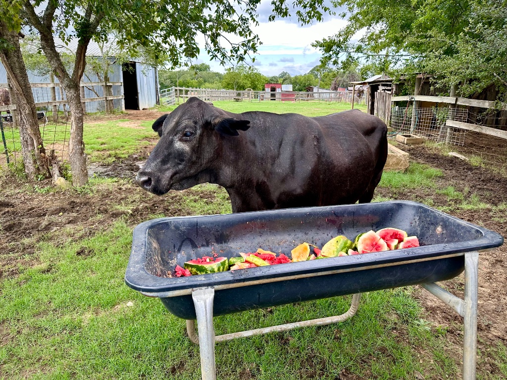 Agape at Rowdy Girl Sanctuary