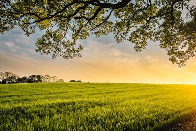 Green pasture