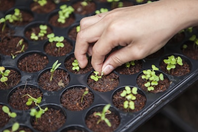 Planting seedlings