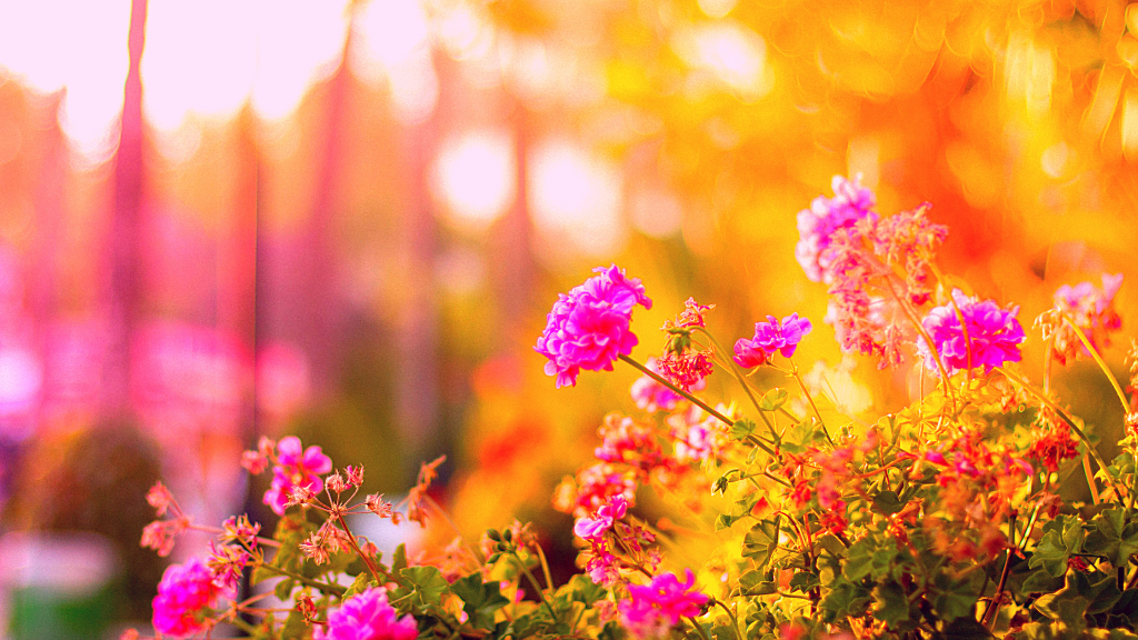 Composizioni floreali e cura dei fiori