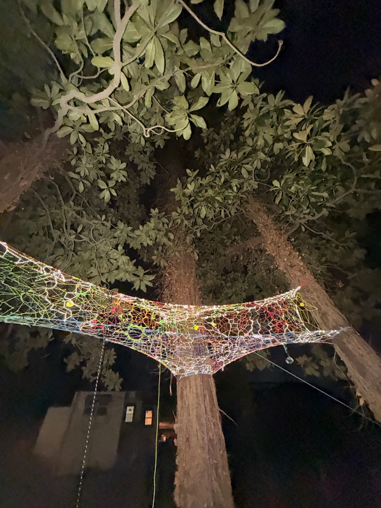 The Magnolia Canopy