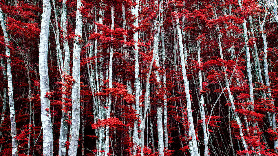 The Red Forest - Prise sur le lieu du tournage du film « Le Seigneur des Anneaux ». Cette photo offre un contraste féerique. par Arnaud Lesne - PX3 2016 Honorable Mention - Élément fire - Édition limitée 1/1