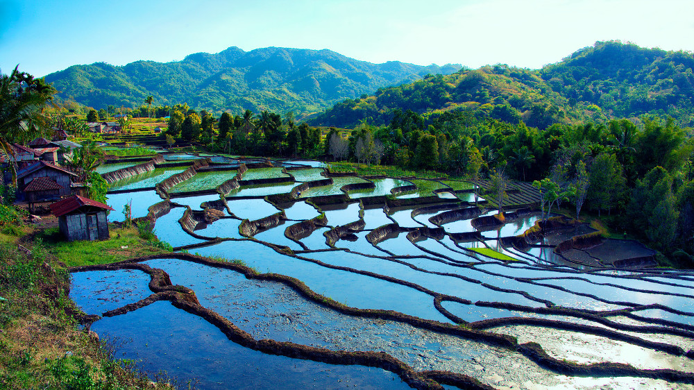 Rice Fields