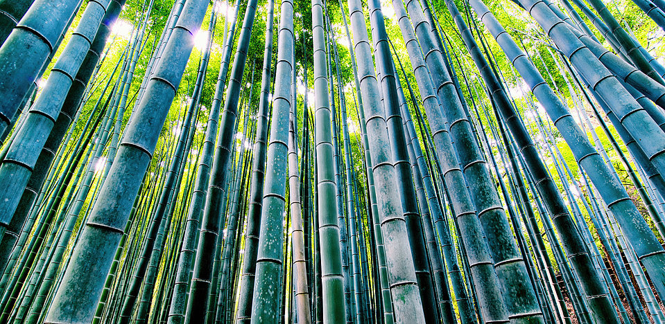 Bamboo Forest - Photographie d'art wood par Arnaud Lesne - Primée: MIFA 2016 - Silver - Édition limitée 1/1 - Forêt de bambous à Kyoto
