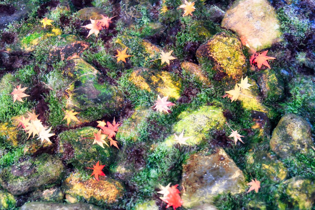 Sliding Stars - Photographie d'art wood par Arnaud Lesne - Primée: IPA 2023 Official Sélection - Édition limitée 1/1 - Érable japonais flottant sur l'eau dans une composition onirique