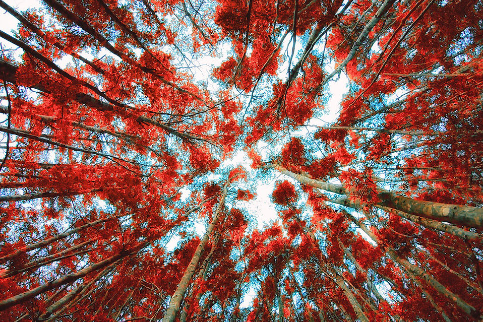 Leaves on Fire - Photographie d'art fire par Arnaud Lesne - Primée: FAPA 2017 Nominee in Fine Art - Édition limitée 1/1 - Feuillage d'automne aux couleurs flamboyantes