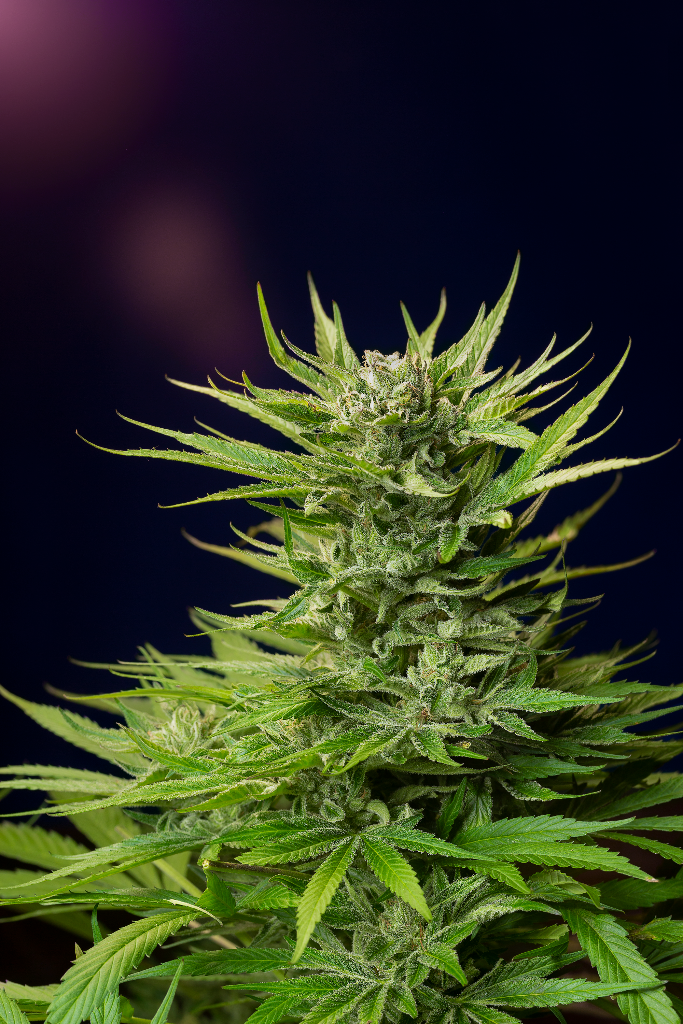 Cannabis genetics selected for terpene expression and natural cultivation quality