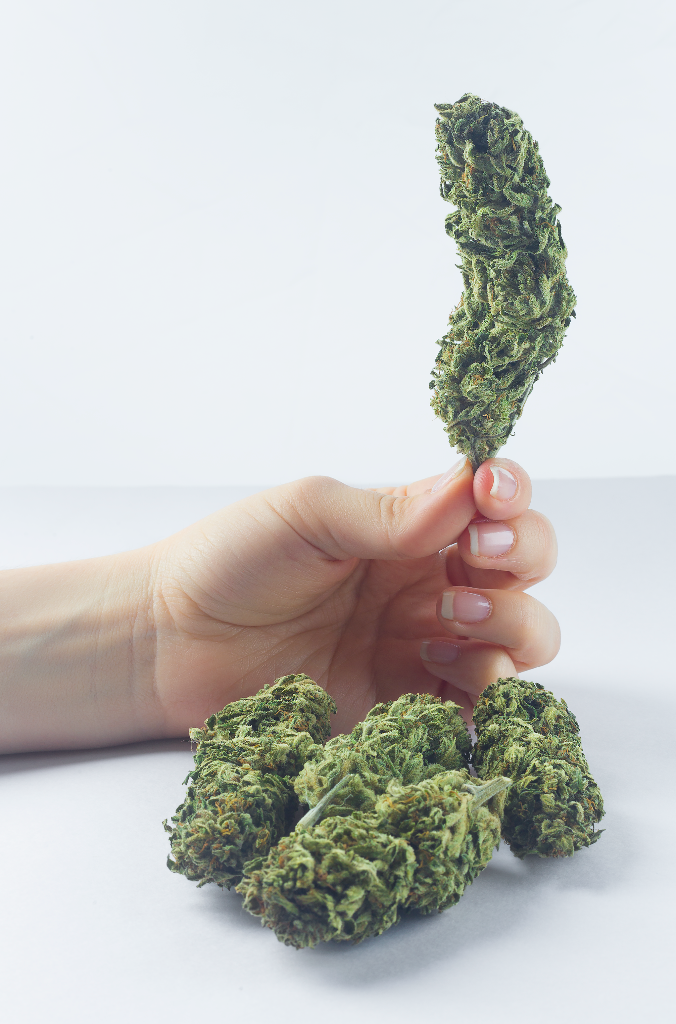 Naturally cultivated cannabis with terpene-rich aromatic complexity from Colombian Andean producers