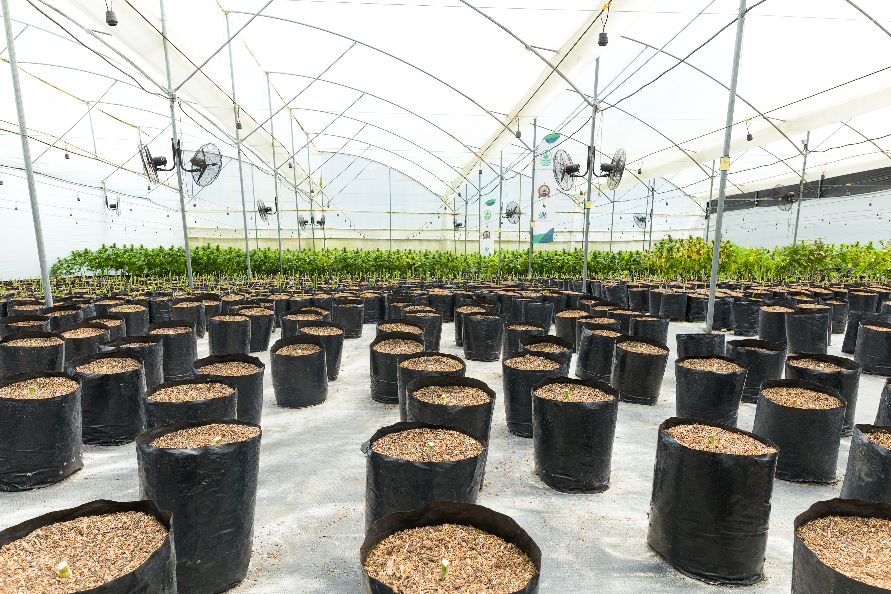 Anandamida Gardens cannabis greenhouse cultivation facility in Colombia