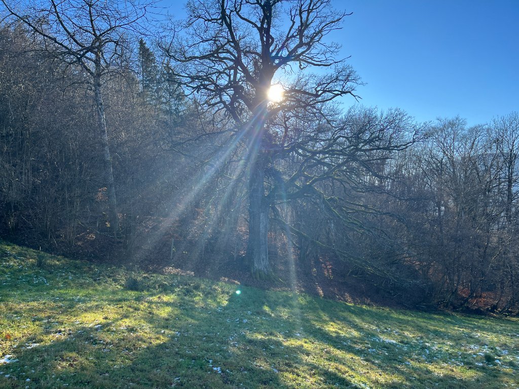 Winterbaum mit Sonnenstrahlen