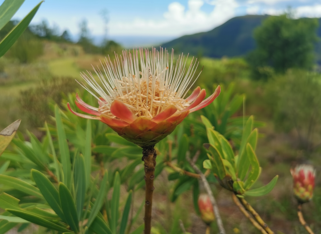 Protea flower