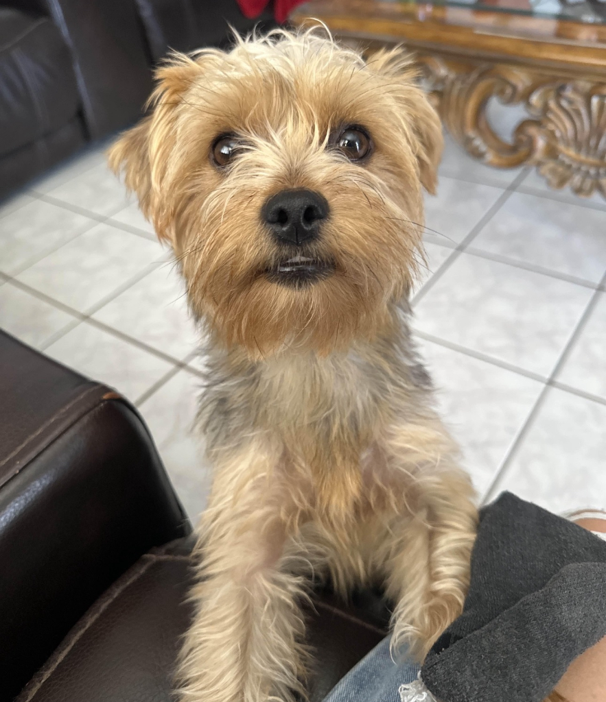 Evee the Yorkie
