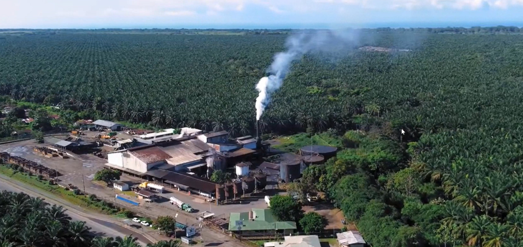 Costa Rica's African Palm Oil Dilemma: Unraveling the Ecological Catastrophe