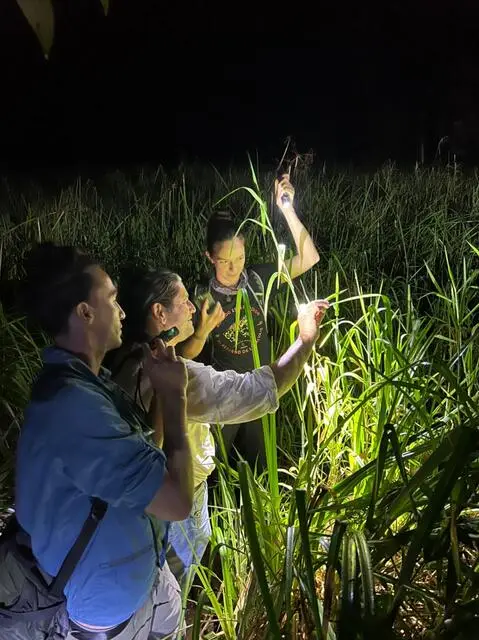 Researchers conducting nighttime fieldwork in the wetlands