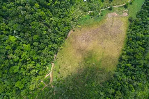 Tapir Valley's regenerating forest habitat