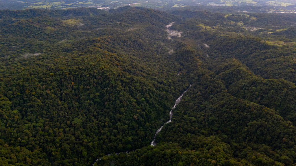 Aerial view of primary rainforest canopy at La Danta Salvaje