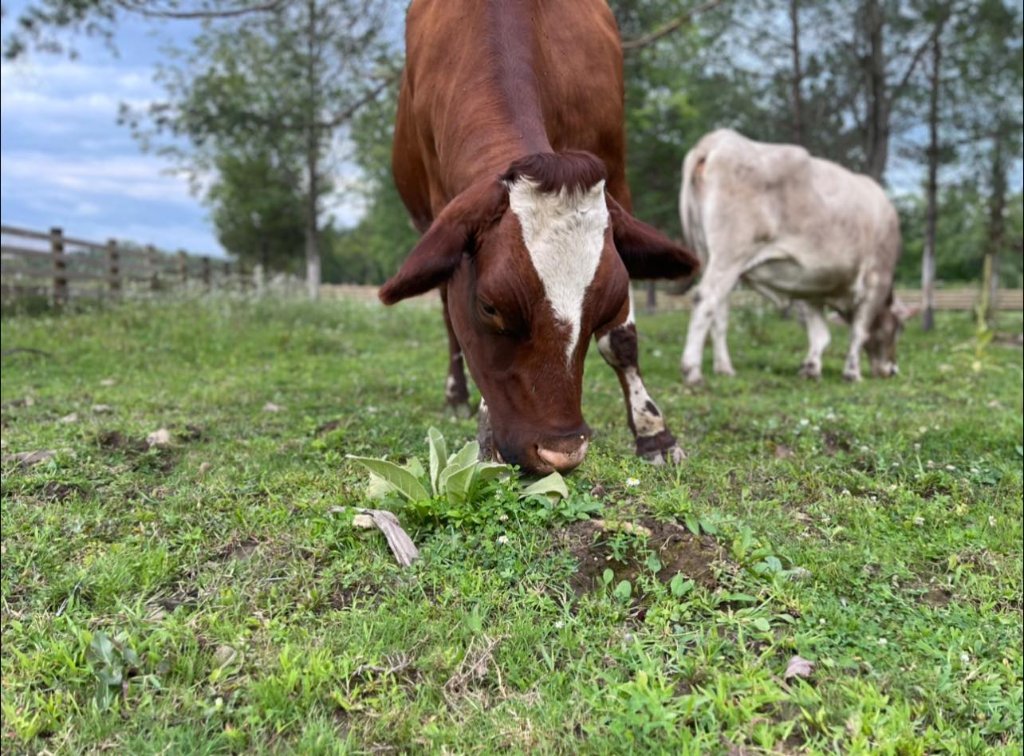 Cows at Asha's Farm Sanctuary