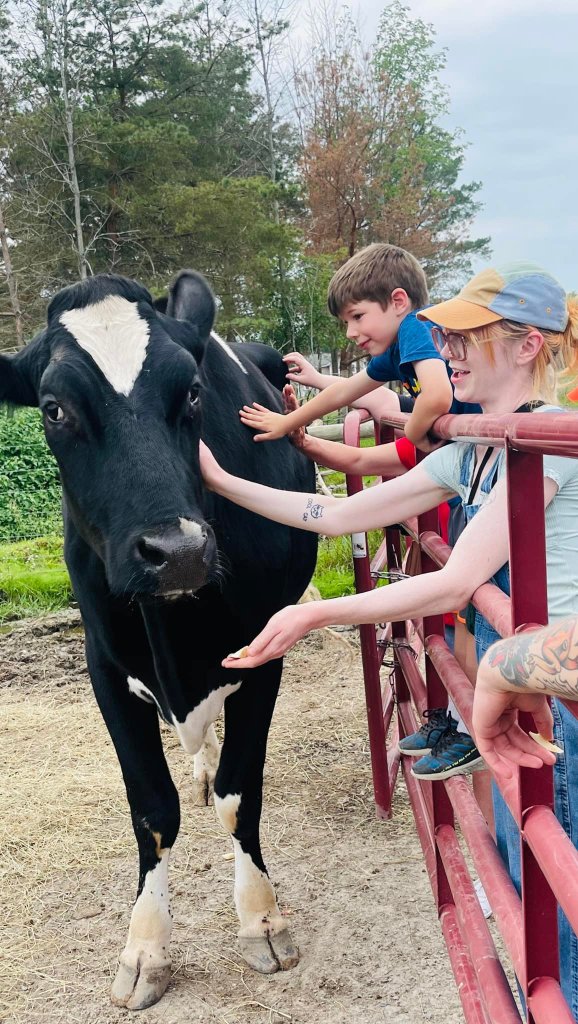 Visitors interacting with rescued cows