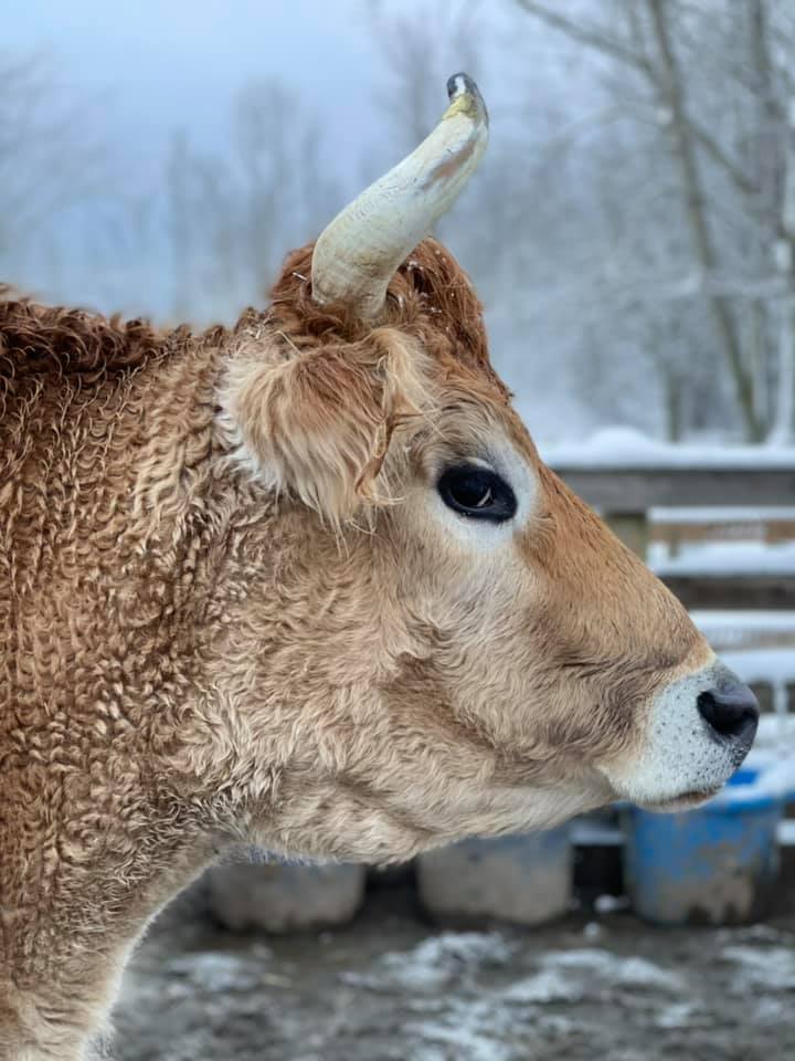 All Our Rescued Cows