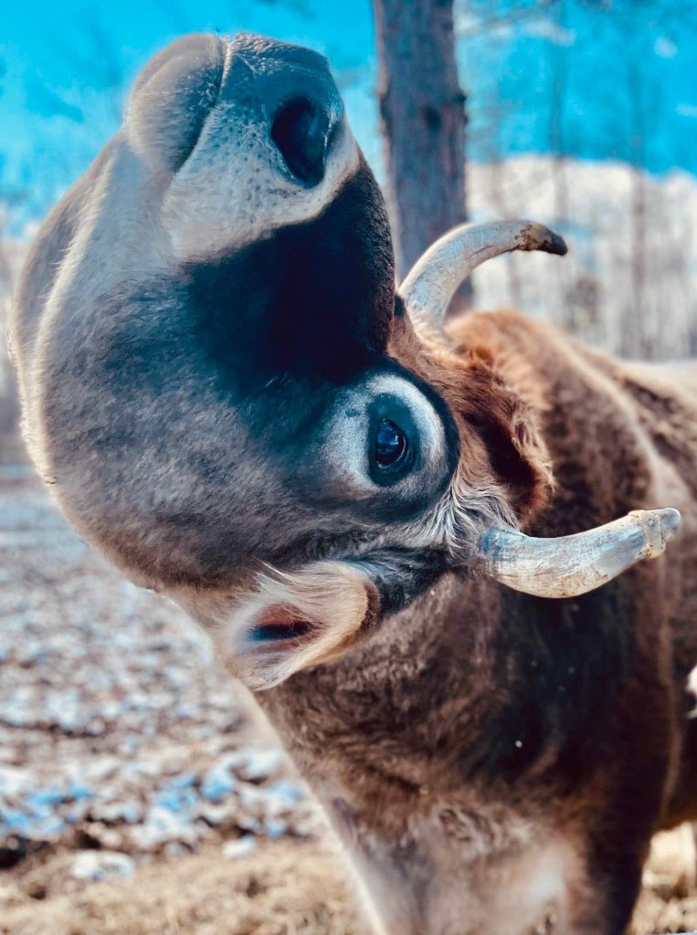 Sanctuary Resident