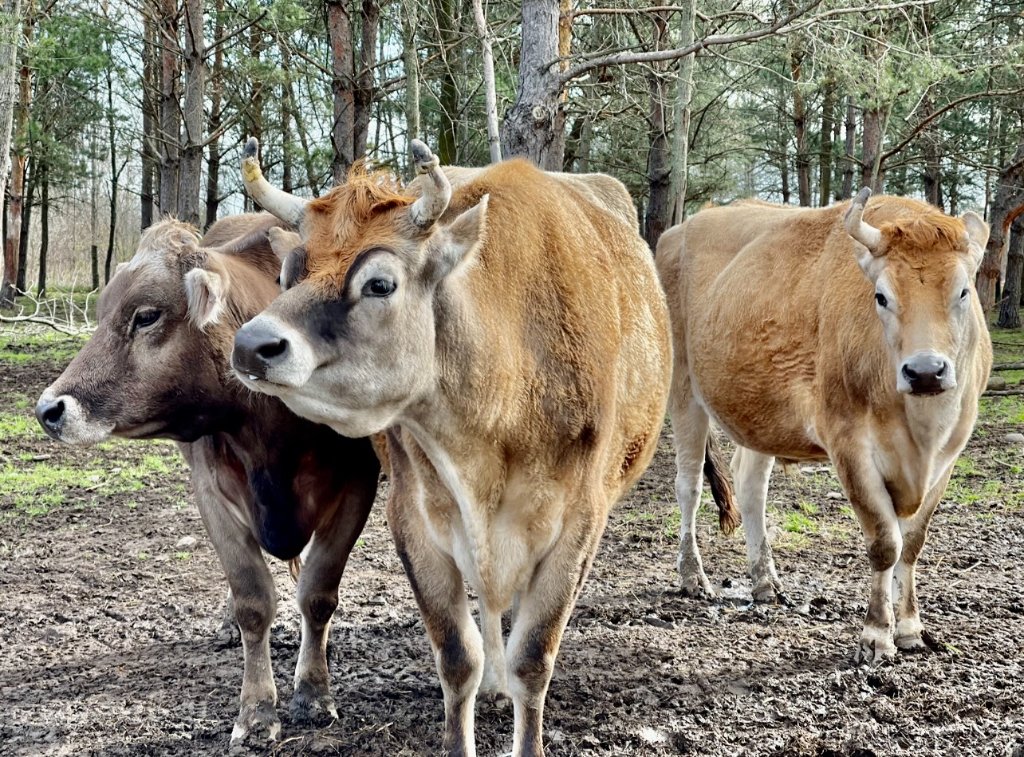 Sanctuary cows