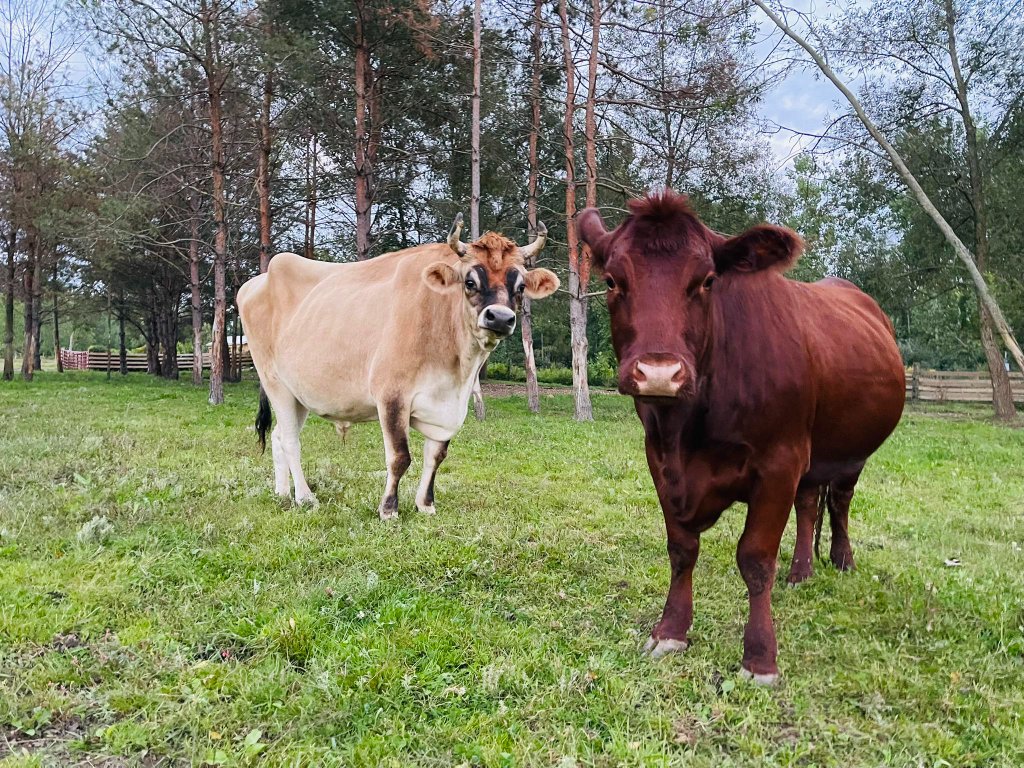 Our Cows