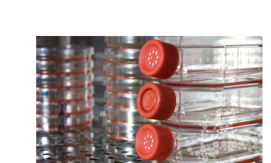 Conventional Cell Culture