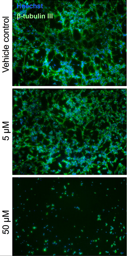 Neurite outgrowth imaging readout